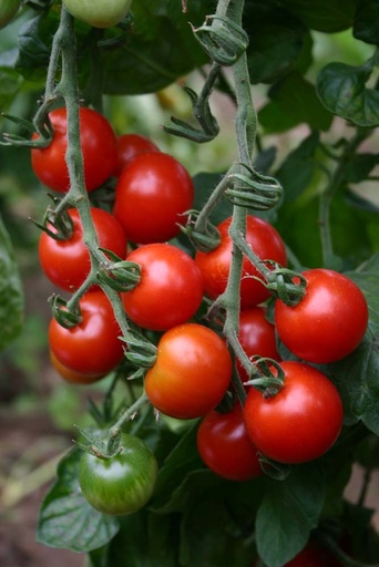 [1970] De Bolster Cherrytomaat Zuckertraube