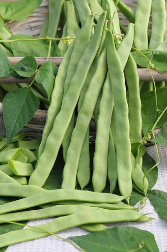 [1190] De bolster stoksnijboon Helda