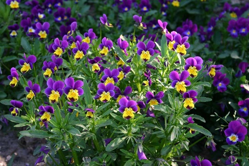 [6070] De Bolster Driekleurig viooltje