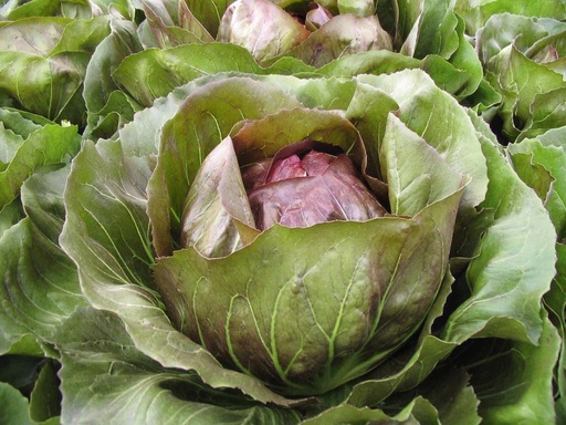 [1728] De Bolster Radicchio Rosso Lenorardo F1
