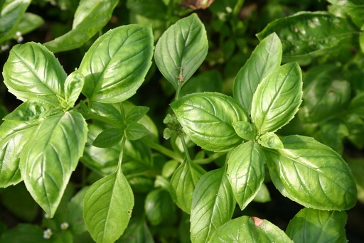 [3020] De Bolster Basilicum Genovese