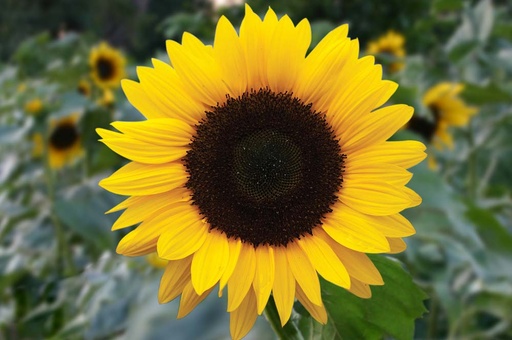[5450] De Bolster Zonnebloem, Grootbloemig