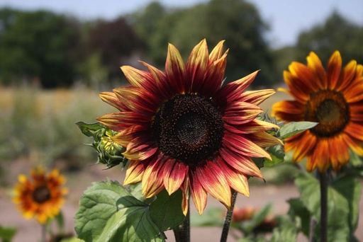 [5470] De Bolster Zonnebloem, middel,rood