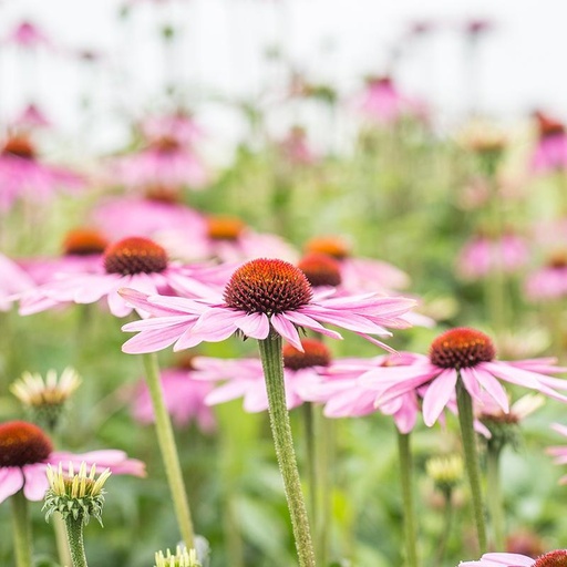 [7320] De Bolster Rode zonnehoed/Echinacea