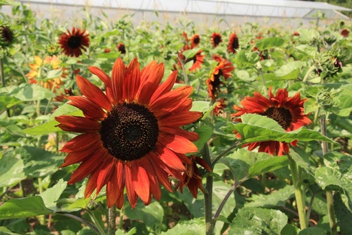 [5480] De Bolster Zonnebloem Velvet Queen