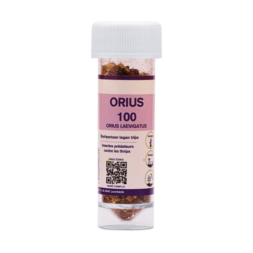 [60128] Biogroei Orius-100 roofwantsen tegen trips