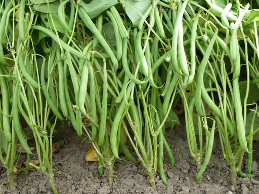 [1082] De Bolster Stamslaboon Domino