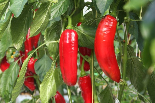 [1627] De Bolster Zoetpuntpaprika Xaro