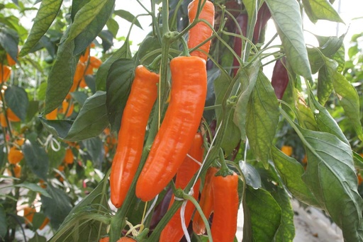 [1629] De Bolster Zoetpuntpaprika Kyra