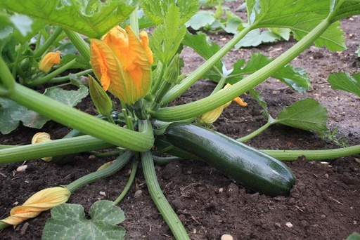 [1352] De Bolster Courgette Black Beauty