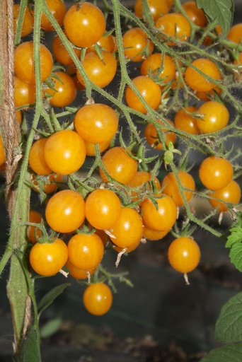 [1972] De Bolster Cherrytomaat Yellow Clementine
