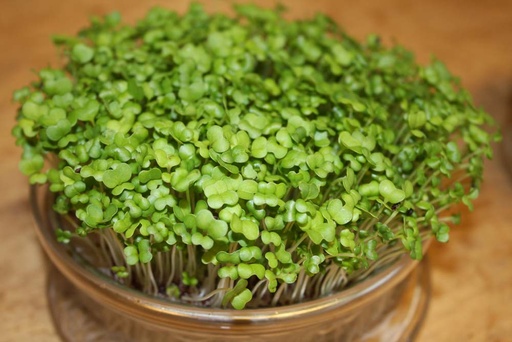 [9038] De Bolster Raapsteel kiemgroente