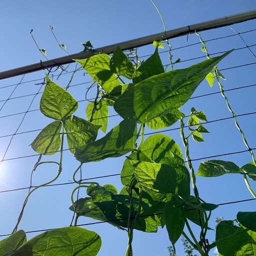 [RetailTrust_3273] Makkelijke moestuin Los Net Klimrek 120x180
