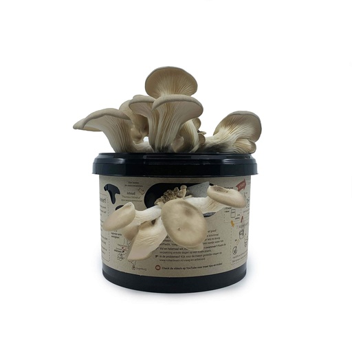 [RetailTrust_3275] Rotterzwam Growkit