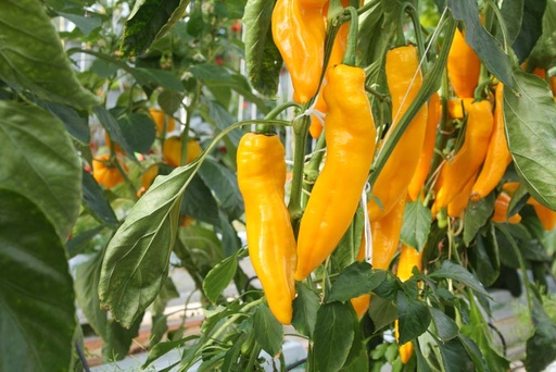 [1628] De Bolster Zoetpuntpaprika Zazu