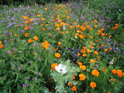 [6110] De Bolster Bloemenmengsel Middelhoog