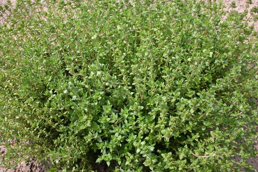 [3270] De Bolster Tijm Duitse Winter