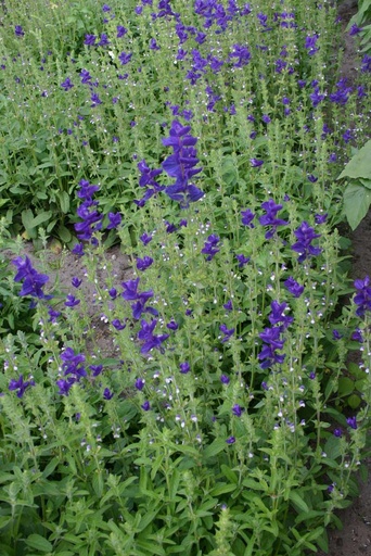 [5850] De Bolster Bonte Salie, paars