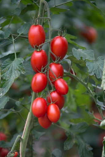 [1943] De Bolster Pruimtomaat Bolstar Sensatica F1