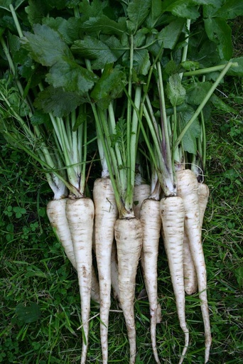 [1630] De Bolster Pastinaak Tender and True