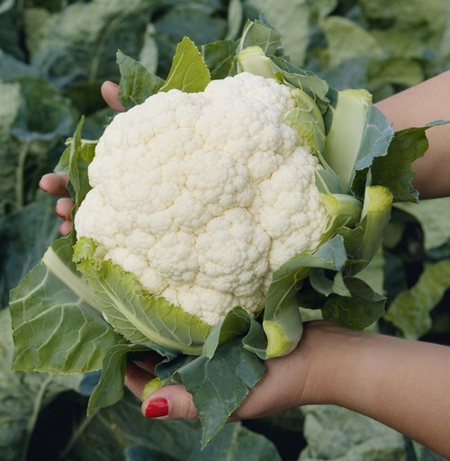 [1442] De Bolster Bloemkool Liria F1