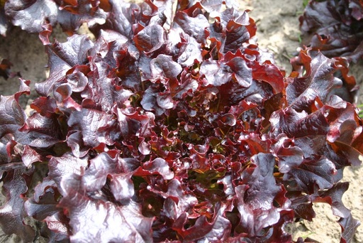 [1835] De Bolster Eikenbladsla Red Salad Bowl