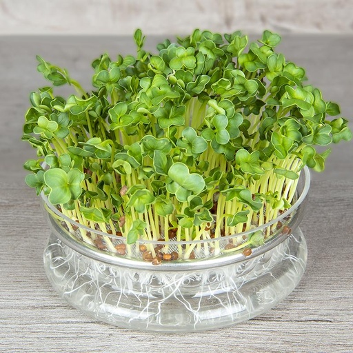 [9040] De Bolster Radijskers Daikon