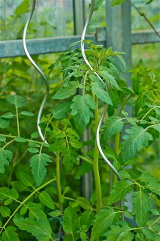 [6040111] Nature Tomatensteun spiraal H1,80