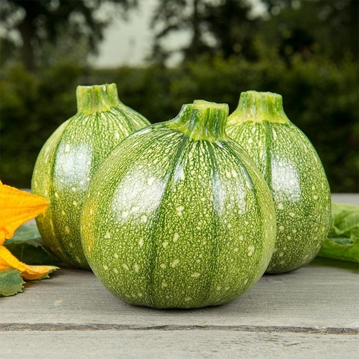 [1357] De Bolster Bolcourgette 'Ola Redonda'