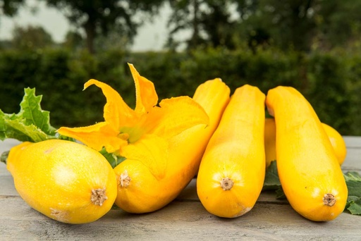 [1355] De Bolster Courgette 'Ola Gabriella F1'