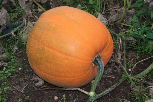[1645] De Bolster Halloweenpompoen 'Jack O’Lantern'