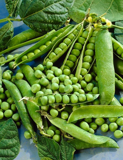 [1240] De Bolster Stamdoperwt 'Kelvedon Wonder'