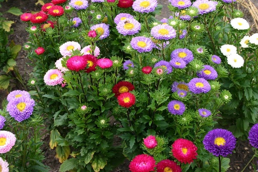 [5160] De Bolster Zomeraster 'Matsumoto Mix'
