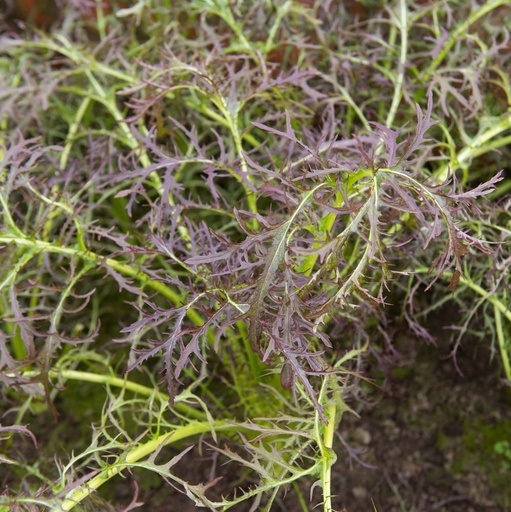 [1035] De Bolster Bladmosterd 'Purple Frills'