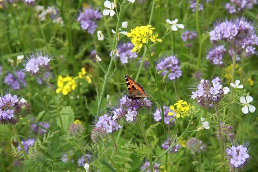 [6131] De Bolster Bloemenmengsel Elegance