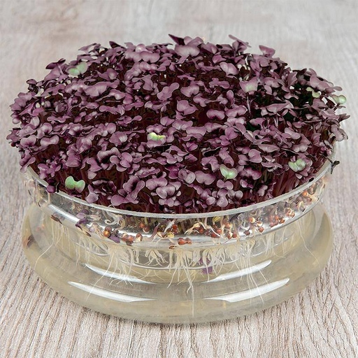 [9041] De Bolster Kiemgroente Radijskers Sango Purple