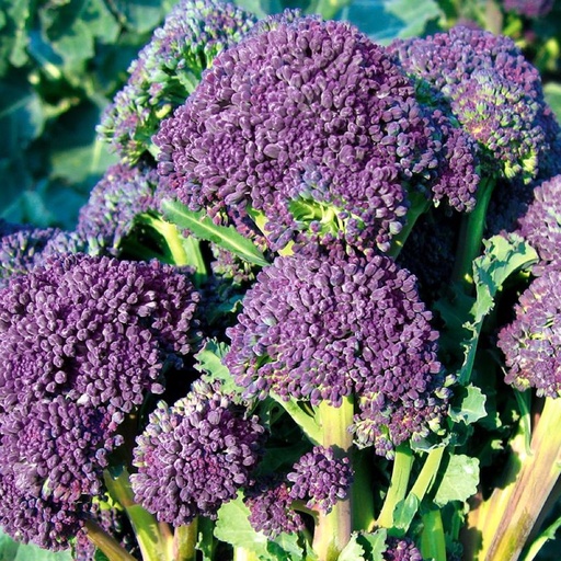 [1466] De Bolster Scheutjesbroccoli 'Santee F1'