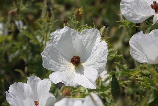[5090] De Bolster Stekelpapaver