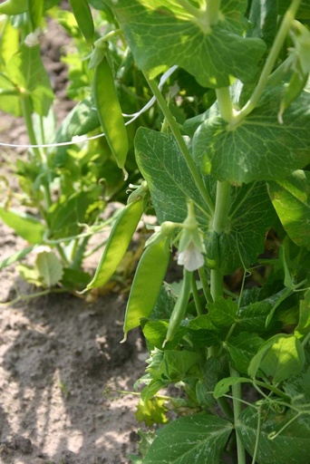 [1300] De Bolster Stampeul 'Norli'