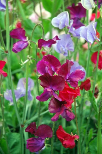 [5540] De Bolster Lathyrus