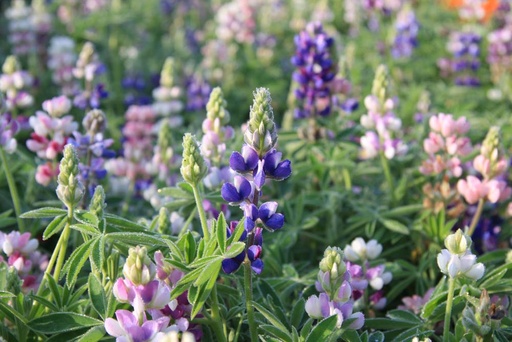 [5620] De Bolster Kleine lupine