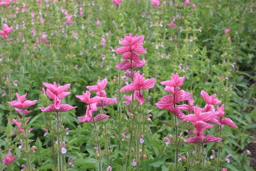 [5860] De Bolster Bonte Salie Roze