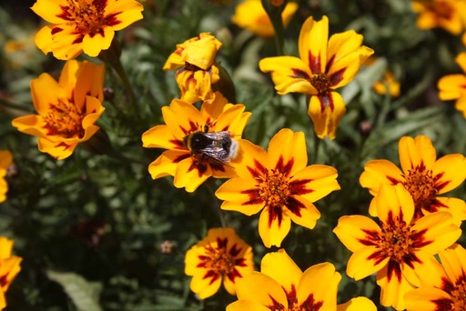 [5940] De Bolster Afrikaantje, kleinbloemig