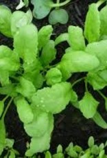[266.05] De Zaderij-Bladgroente Turkse tuinkers