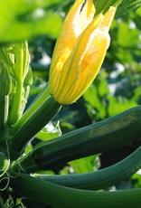 [527.05] De Zaderij Courgette Mutabile