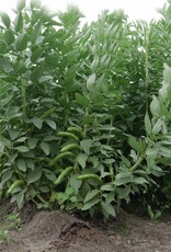 [814.05] De Zaderij Tuinboon Tineke's Witkiem
