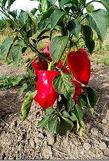 [022.05] De Zaderij Buitenpaprika