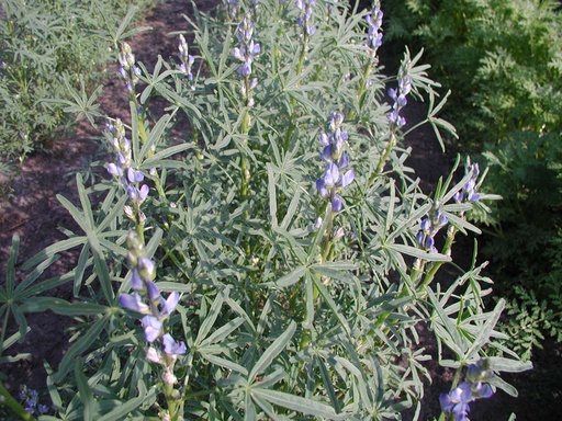 [4010] De Bolster Blauwe lupine - Groenbemester