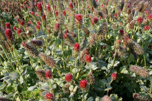 [4080] De Bolster Inkarnaatklaver - Groenbemester