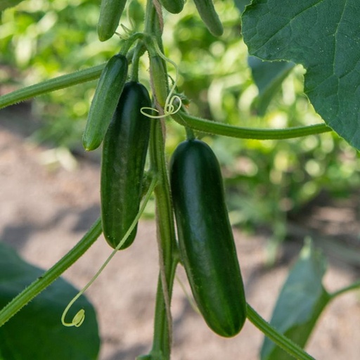 [1438] De Bolster Snack-komkommer 'Kaikura F1